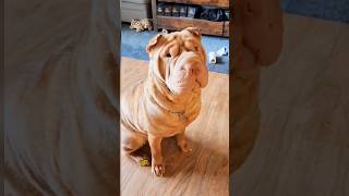 Shar pei  The story behind their wrinkled skin [upl. by Drape]