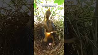 When the cuckoo chick hatchesit frequently ejects the hosts eggs or chicks birds shorts youtube [upl. by Nile]