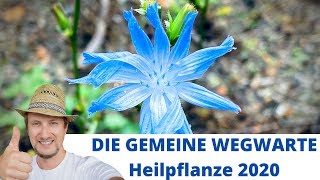 Die gemeine Wegwarte 🌞 Heilpflanze 2020  Cichorium intybus [upl. by Latreece405]