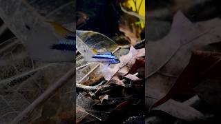 Apistogramma Trifasciata male showing off aquariumfish fish [upl. by Anelrac]