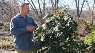 Leatherleaf mahonia Berberis bealei  Plant Identification [upl. by Eerazed]