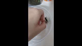 Handfeeding Regal Jumping Spider a Cricket [upl. by Luedtke]