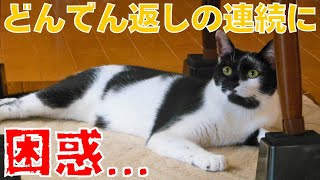 【保護猫・野良猫】【予想外】元野良猫がブチ切れてしまい、子猫は動揺してました【じいじさんとばあばさんと猫たち】 [upl. by Artenahs649]