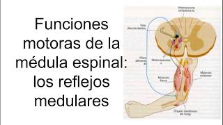 Funciones motoras de la médula espinal reflejos medulares  Fisiología [upl. by Eniak]