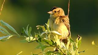 Ontario Birdsong Female Bobolink Alarm Calling [upl. by Ahsinrac]