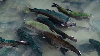 Journée mondiale de locéan  pour la première fois la production de laquaculture dépasse la pêche [upl. by Etnauq762]