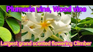 Moorva र्मूवा Plumeria or Wood vine frangipani vine Ghoryu Chonemorpha fragrans Apocynaceae [upl. by Gebelein]