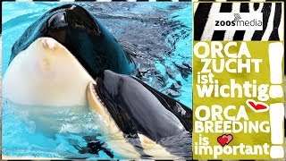 Should Orcas Be Kept In Captivity Part 1 [upl. by Proctor]