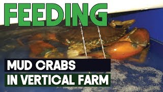 Feeding and Monitoring Scylla Serrata Mud Crab Farming in RAS Vertical Farm [upl. by Bethesda38]