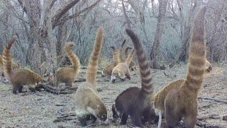 Coatimundi Madness Trail camera check in Southern Arizona [upl. by Misab]