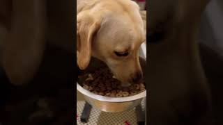 Feed Your Lab Like A Pro music dog food love breakfast health happy shorts [upl. by Alvord225]