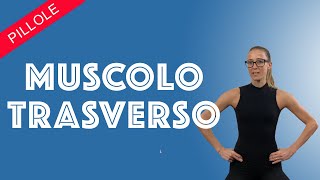 IL MUSCOLO TRASVERSO DELLADDOME [upl. by Rinum329]