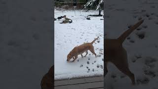 Our labradors playing in the snow puppy labrador dog [upl. by Bertolde597]