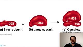 Prokaryotic Cell Ribosomes [upl. by Anner428]