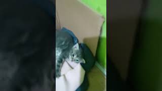 kucing kucinglucu cat fyp [upl. by Amethist]