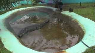 How captivity killed Lolong [upl. by Egroj]