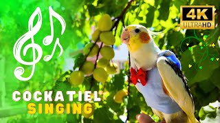 Cockatiel singing amp whistle training in NATURE  Treinamento de canto e apito de calopsita [upl. by Ylurt]