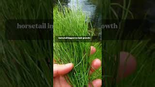 Horsetail plant for hair growth shortsvideo hosetailhairgrowthtips [upl. by Izmar]