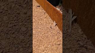 Corten steel garden edging garden steel landscaping [upl. by Loesceke463]