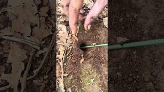 Survival skills 1000 ants chase alien cricket living in deep hole [upl. by Drape]