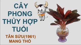 CÂY PHONG THỦY HỢP TUỔI TÂN SỬU – 1961  MỆNH THỔ [upl. by Cirone]