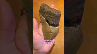 Science Saturday Megalodon Teeth megalodon fossil crystals crystalshop rocks [upl. by Rather824]