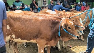 4 juta  Sapi Harga Kambing  Harga Turun Sasi Suro  Pasar Tuban Terbaru [upl. by Nevin]