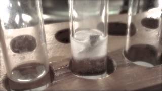 Magnesium ribbon and HCl experiment [upl. by Atselec]