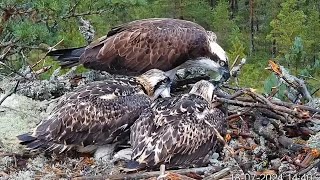 Osprey mom feeding first breakfast to two babies  1 Sääksilive Osprey Cam  July 18 2024 [upl. by Arua]