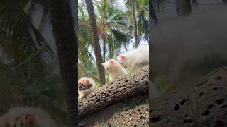 White and Calico Persian kittens  Cats for sale shorts [upl. by Notrub]