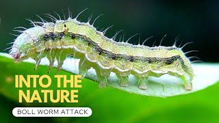 Bollworm Attack In Saodia Arabia [upl. by Leahey]