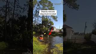 Deputy rescues dog stuck in canal shorts [upl. by Helban]