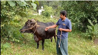 Nandini Our Special Cow  പശുക്കളുടെ ഗ൪ഭകാലപരിചരണം  Pregnancy Care in Dairy Cows [upl. by Ultima564]