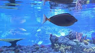 Dilmunia Bahrain mall Big Aquarium with Sharks [upl. by China]