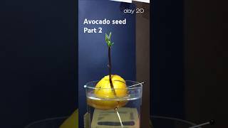 31 days in 15 sec  avocado seed time lapse part 2 [upl. by Rowney675]