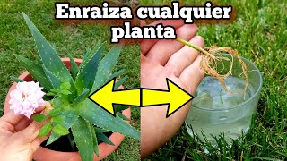 NADIE conoce ni HIZO este ENRAIZANTE casero NATURAL para Enraizar Cualquier Planta con hormonas [upl. by Gintz267]