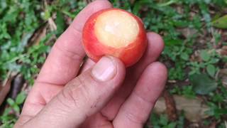 Tasting Garcinia forbesii from Java [upl. by Arualana537]