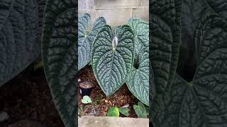 Antorium Luxurians plants garden greennaturehousplants antorium [upl. by Burroughs]