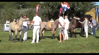 80e editie Fokpaardendag Gemert [upl. by Yrallih89]