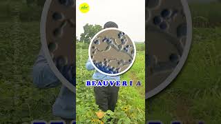 Natural Pest Control with Beauveria bassiana  Biopesticide Fungus  Biological Pest Management [upl. by Aubarta]