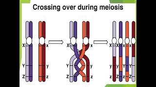 Crossing over mechanism in microorganism I [upl. by Lacey]