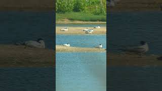 A fine collection of Blacktailed Godwits and Avocets at Minsmeres famous scrape [upl. by Kallman]