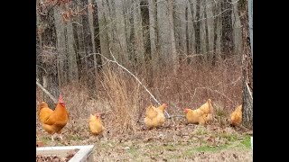 Fertilized eggs  Hatching chicks with a broody hen This is how we do it [upl. by Fesuoy]