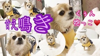 チワワの甘え鳴き♡可愛い チワワ♡Chihuahuas sweet squeaking ♡ cute Chihuahua ♡ [upl. by Isador]