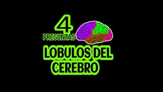 ¿Cuántos lóbulos tiene el cerebro 👨‍⚕️ estudiantesdemedicina [upl. by Gualterio]