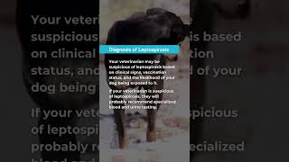 Leptospirosis in dogs doghealth dogsafety leptospirosis vetcare geniusvets pethealth dogcare [upl. by Steffi]