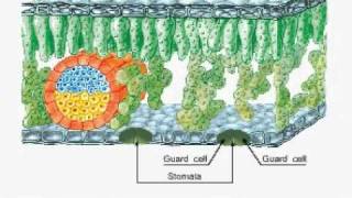 IB Biology 92 Transport in Angiospermophytes [upl. by Notanhoj885]