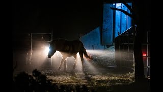 Arrival of 16 Przewalski’s horses in the Iberian Highlands rewilding landscape  November 2023 [upl. by Eile875]