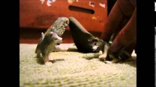 Schleich wolf movie part 1 [upl. by Anastos]