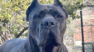 CANE CORSO for the FIRST TIME OWNER Choosing a TEMPERAMENT Thats Right for your FAMILY [upl. by Baerl773]